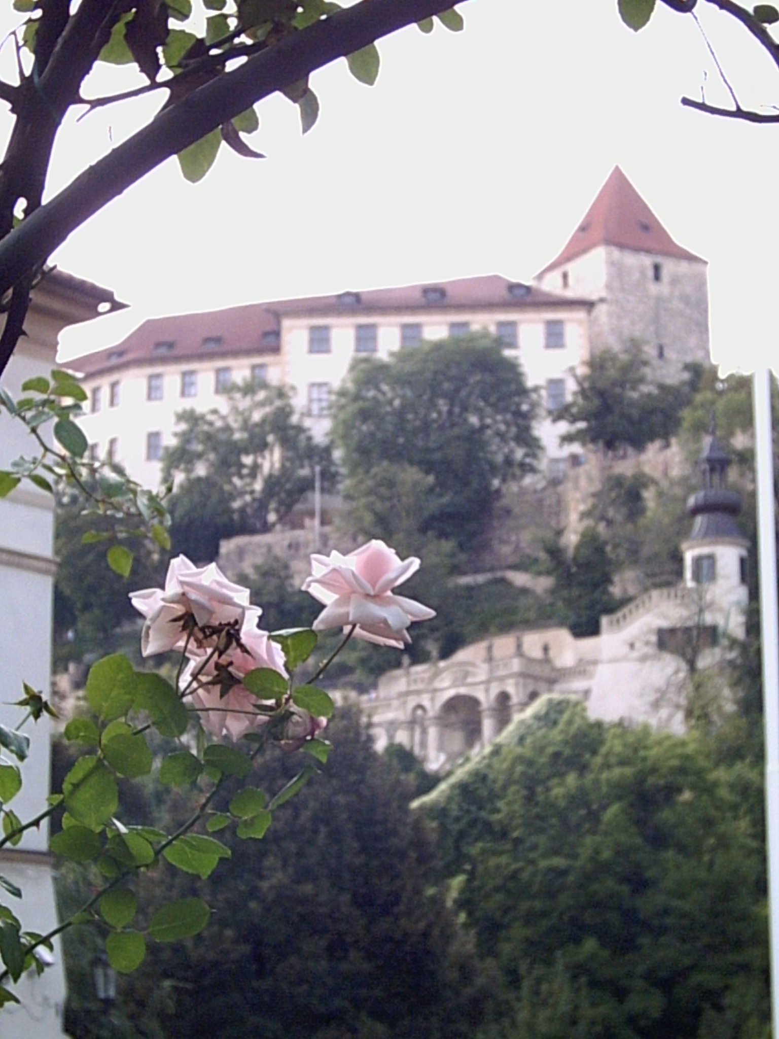 Růže a Pražský hrad.JPG